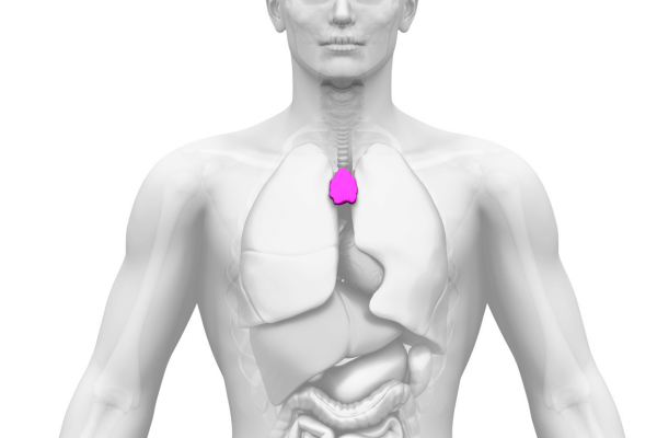 Immunsystem Thymusdrüse aktivieren