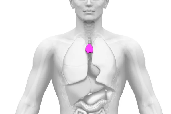 immunsystem-thymusdruese-aktivieren Immunsystem Thymusdrüse aktivieren