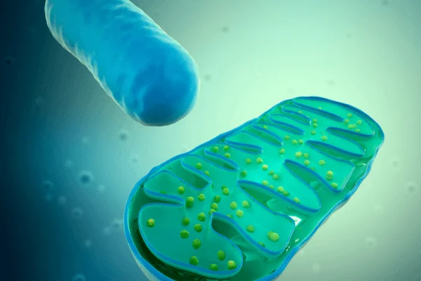 mitochondrien-therapie-heilpraktiker-witten Mitochondrien Therapie beim Heilpraktiker Witten