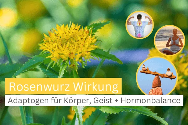 Rosenwurz Wirkung Gesundheit