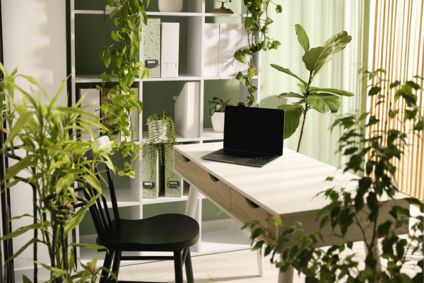 Toxin-Last reduzieren Zimmerpflanzen